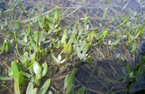 Mont Saint-Michel - Corinne Cécilia